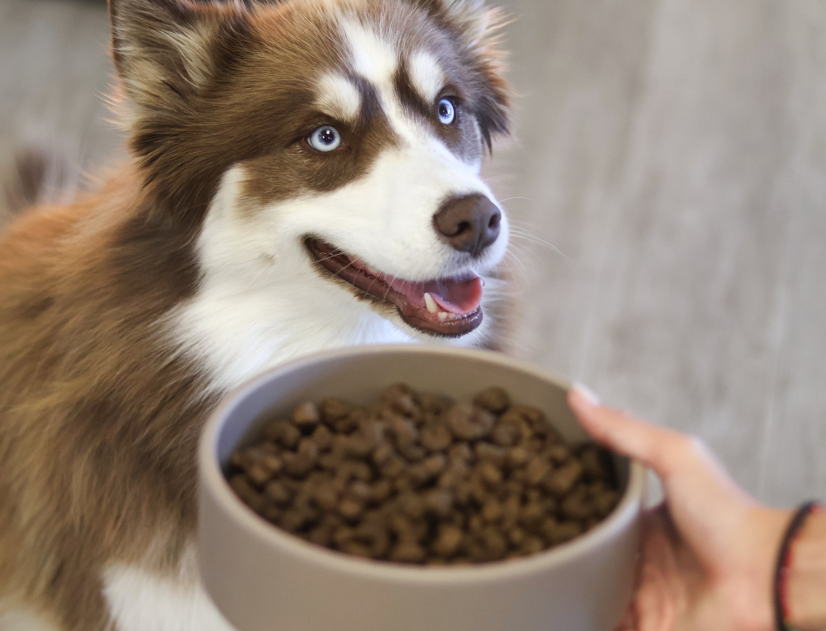 Croquettes premium pour chien et chat
